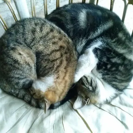 Bed & Breakfast R&b Albero Cavo Parma