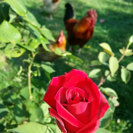 R&b Albero Cavo Bed & Breakfast