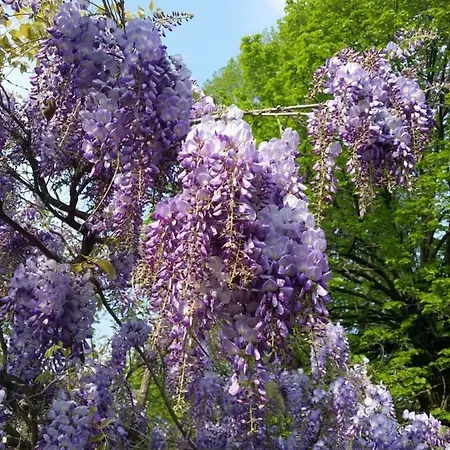 R&b Albero Cavo Bed & Breakfast