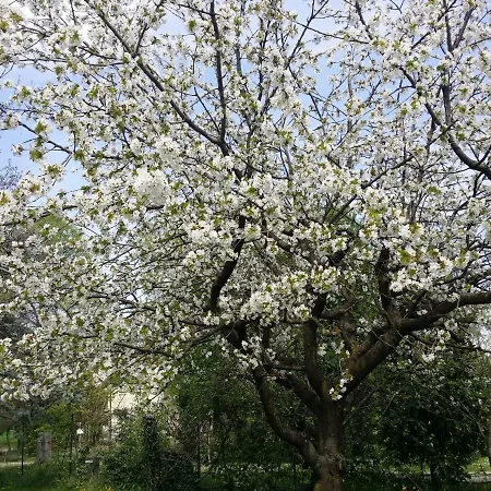 Bed & Breakfast R&b Albero Cavo 3*