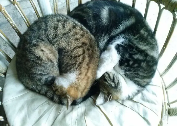 Oda ve Kahvaltı R&b Albero Cavo Parma