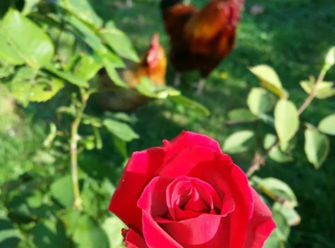 R&b Albero Cavo Bed & Breakfast