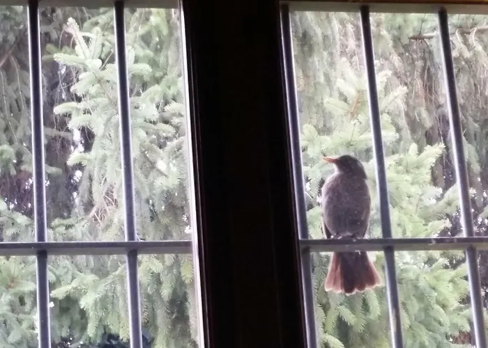 Oda ve Kahvaltı R&b Albero Cavo Parma