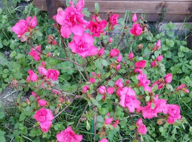 R&b Albero Cavo Oda ve Kahvaltı