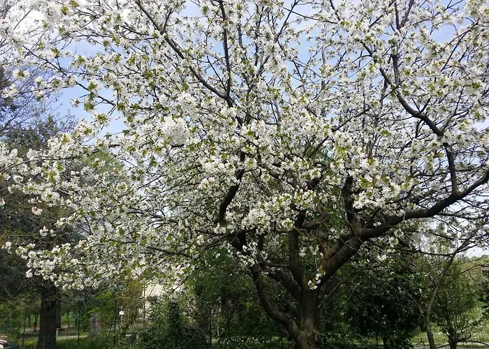 Oda ve Kahvaltı R&b Albero Cavo 3*